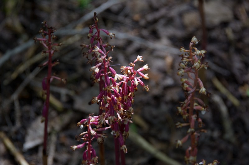 Spotted Coral Root