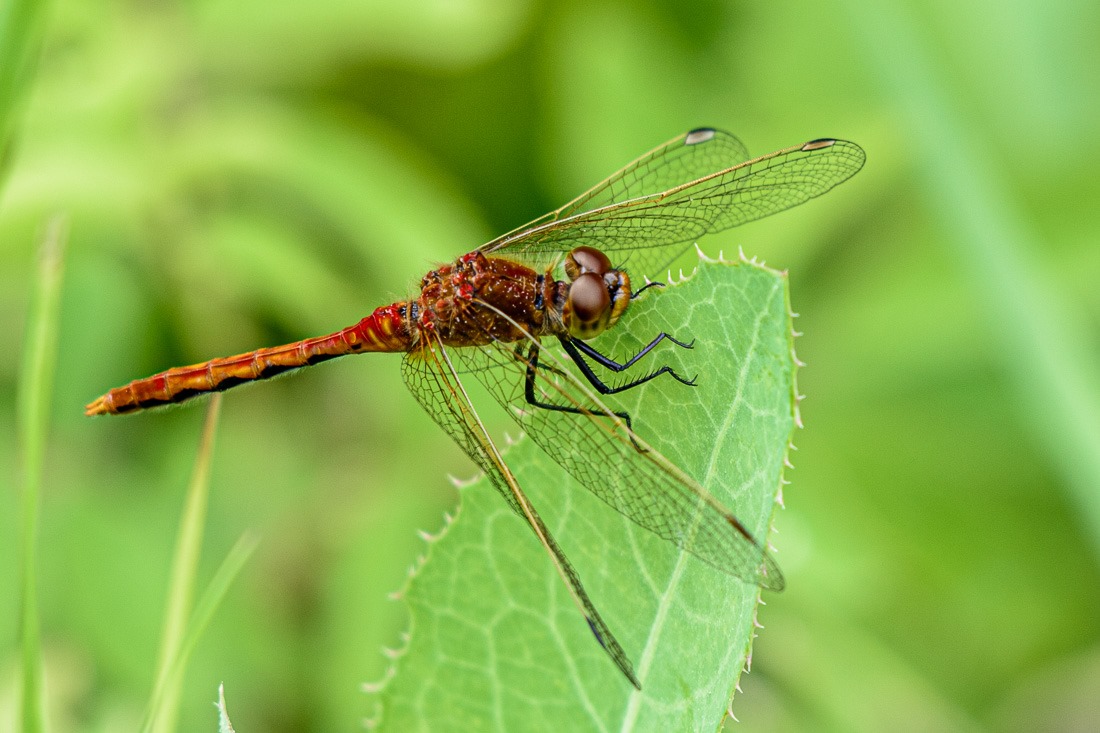 Ruby Meadowhawk