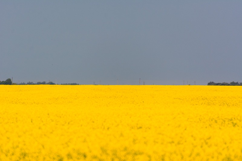 Endless Canola