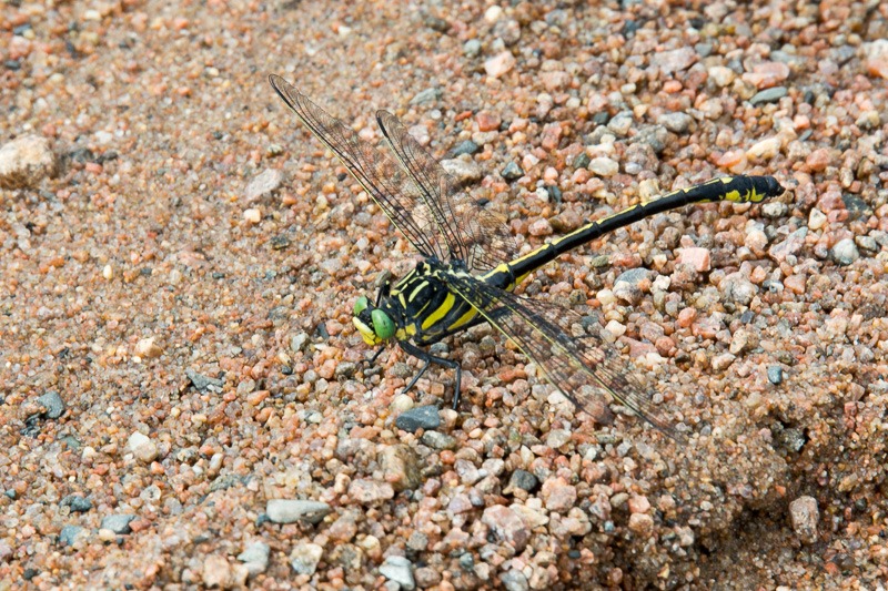 Hagenius brevistylus or Dragonhunter