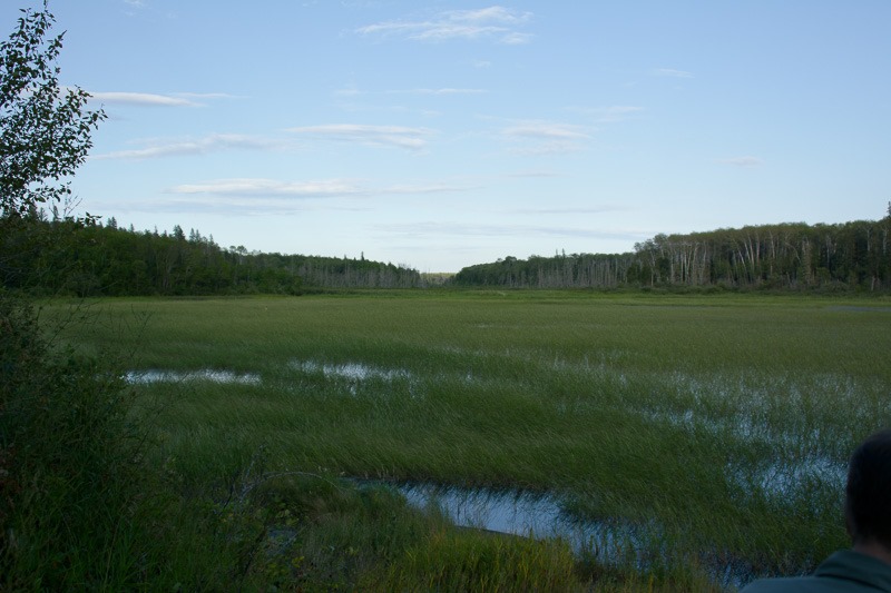 Wild rice by the tonne