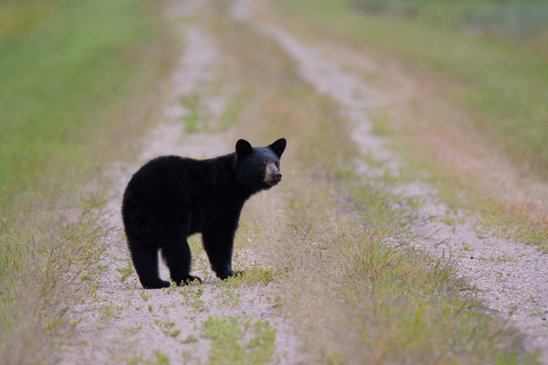 Young Black Bear