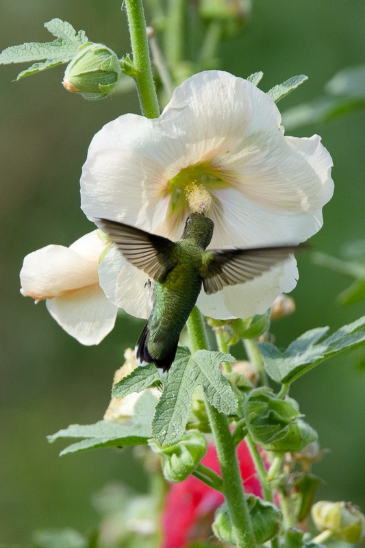 Ruby Throated Hummingbird