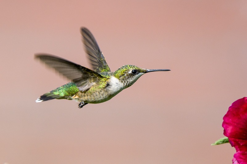 Ruby Throated Hummingbird