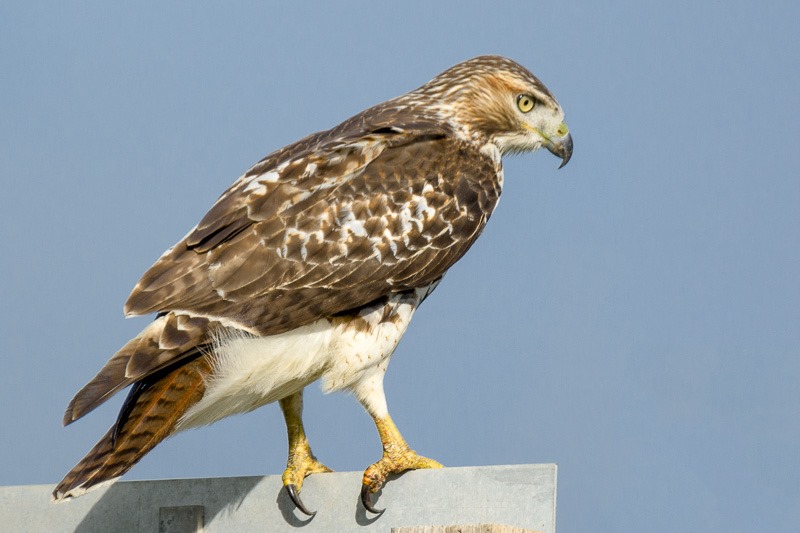 Red Tailed Hawk