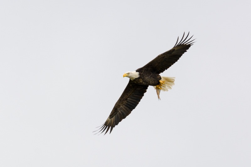 Fish with Bald Eagle
