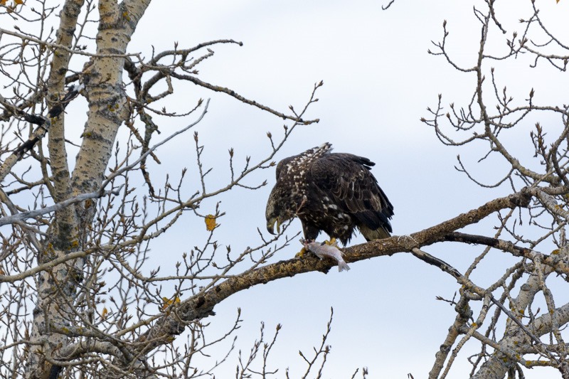 Juvenile Bald Eagle with meal