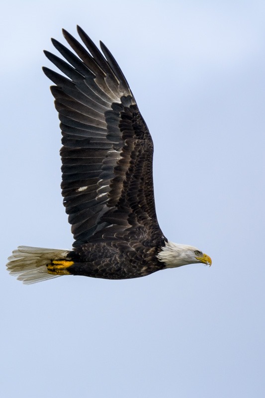 Young Bald Eagle