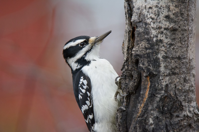 Hairy Woodpecker