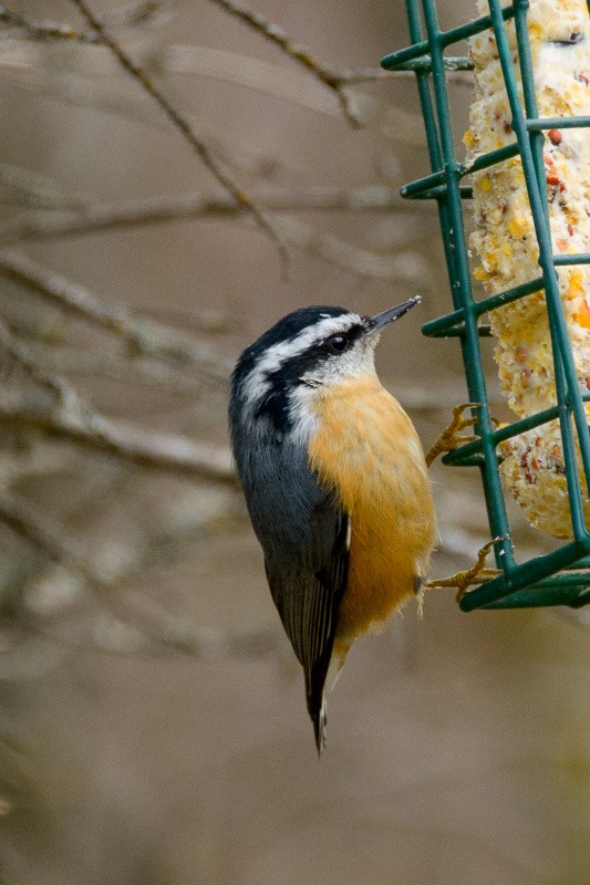 Red Breasted Nuthatch