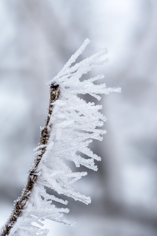 Frosty details