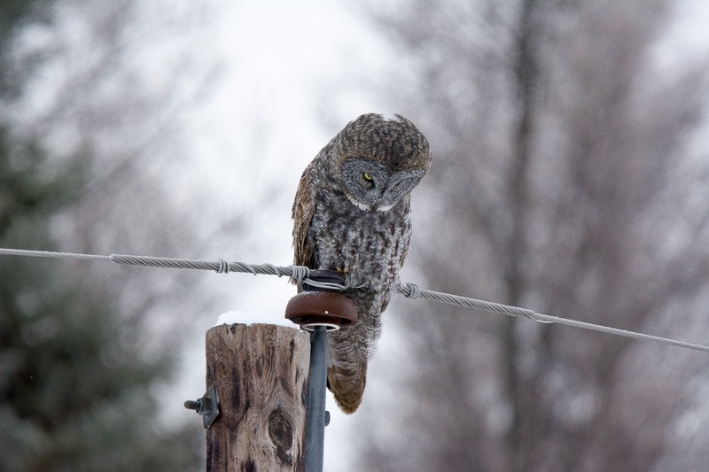 The classic owl shot