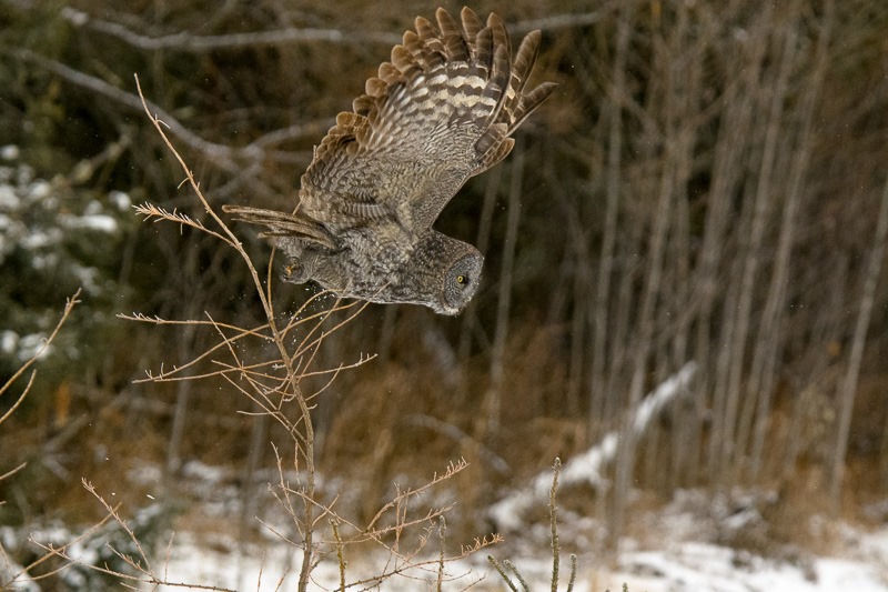 Takeoff for a successful kill