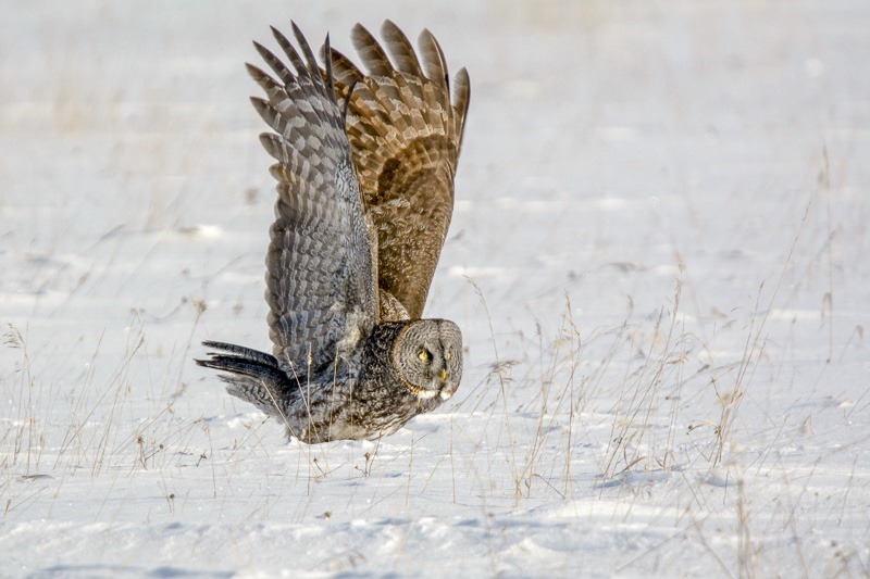 Heavy takeoff after a successful hunt and meal...
Great Grey Owl, Strix Nebulosa, Manitoba, Canada