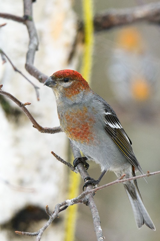 Pine Grosbeak