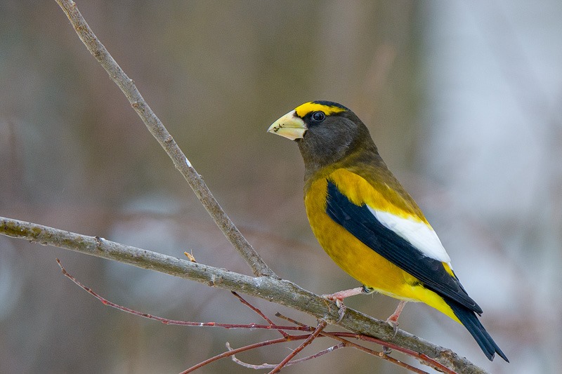 Male Evening Grosbeak. Showing off a little...