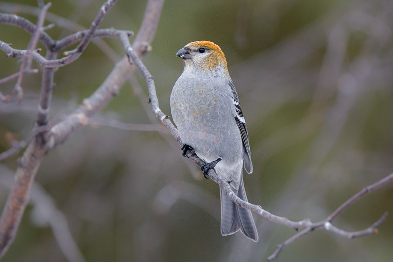 Pine Grosbeak