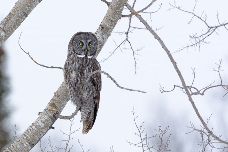 Great Grey Owl (Strix Nebulosa)