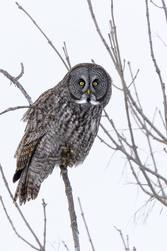 Great Grey Owl