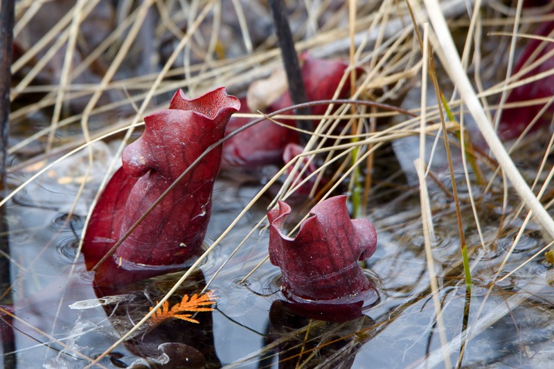 Pitcher Plants in the Wetlands