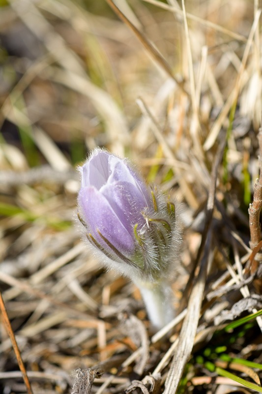 Purple variety