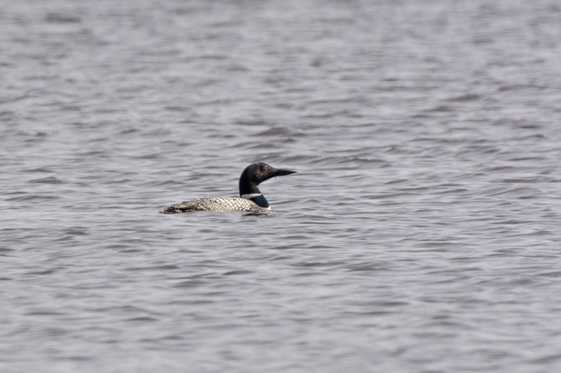 Common Loon