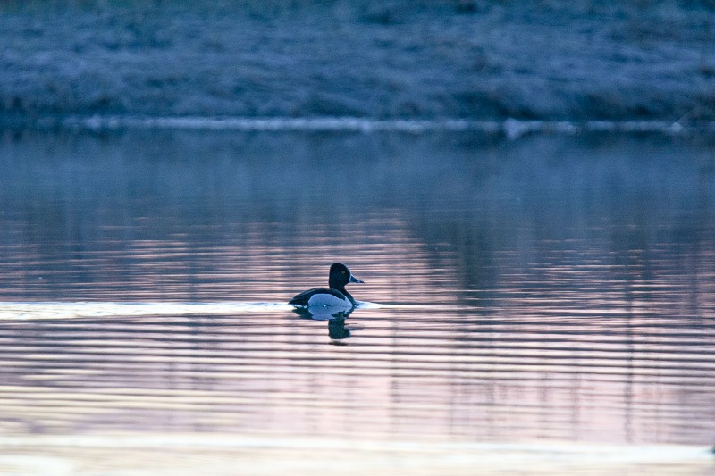 Ring-Necked Duck