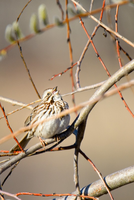 Song Sparrow