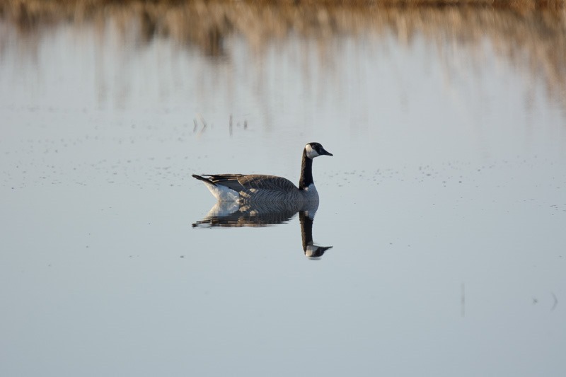 Lone Canada Goose