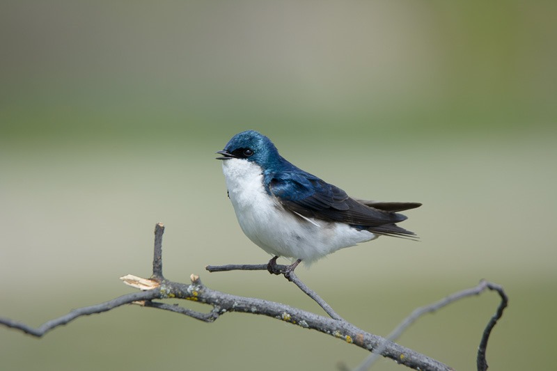 Tree Swallow