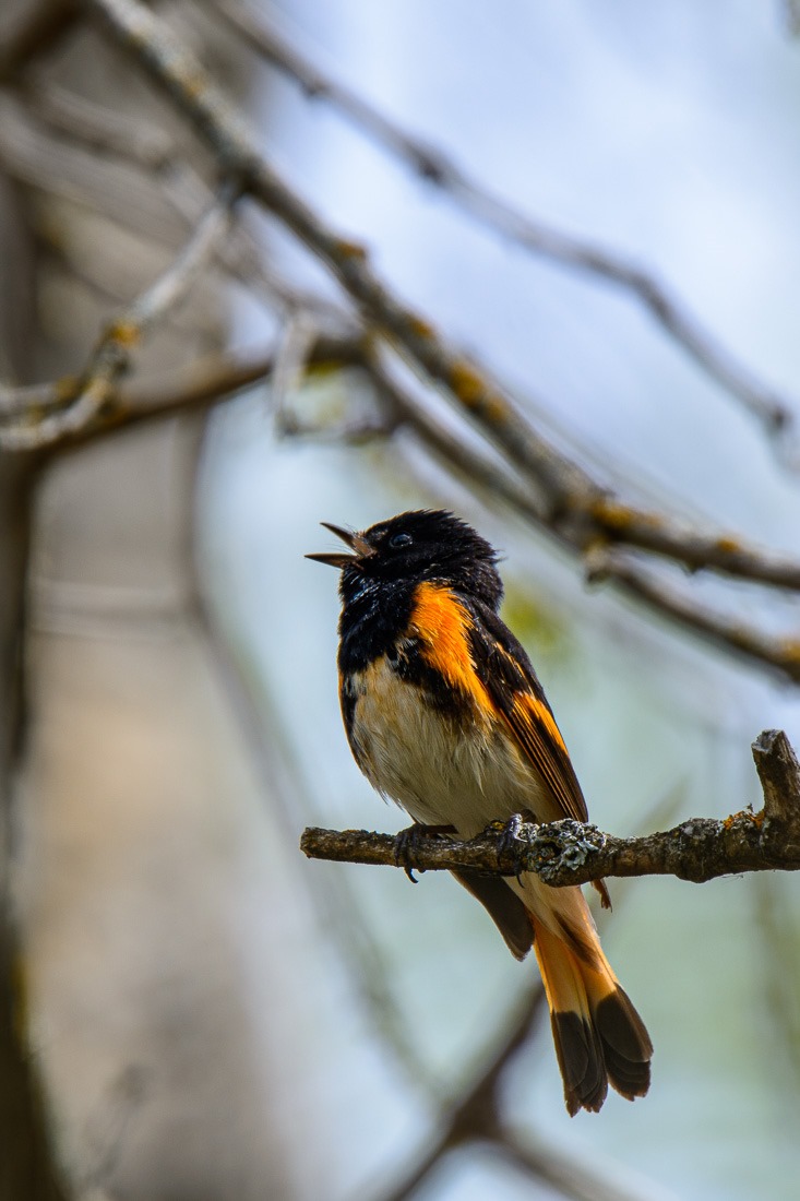 American Redstart