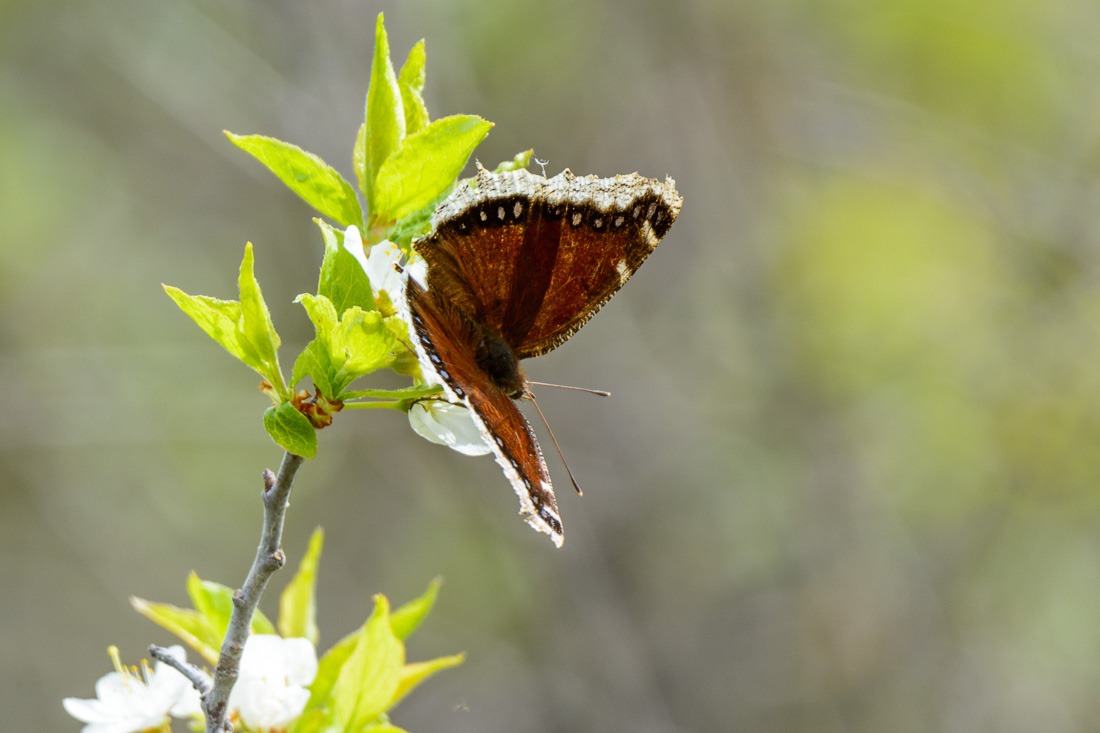 Mourning Cloak, an early butterfly in the season