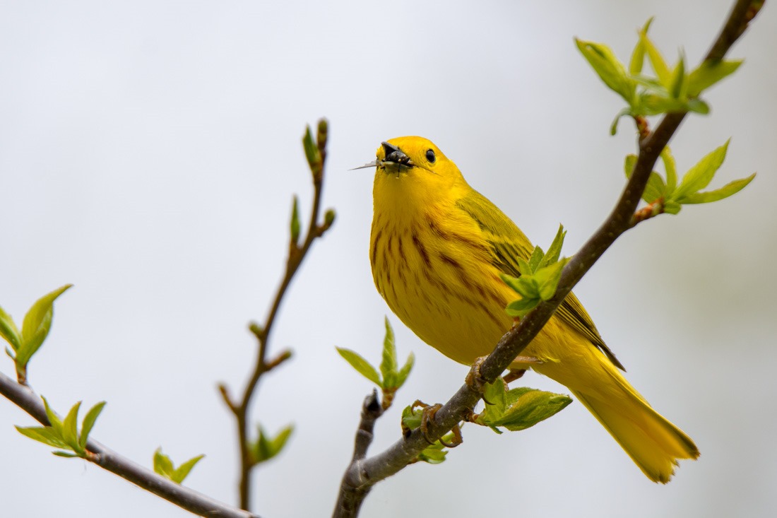 Snack time! Yellow Warbler