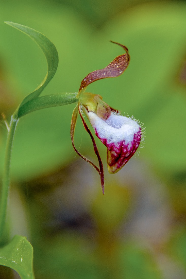 Ramshead Lady’s Slipper