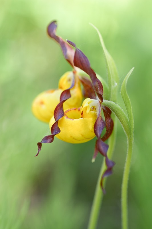Northern Small Yellow Lady's Slipper