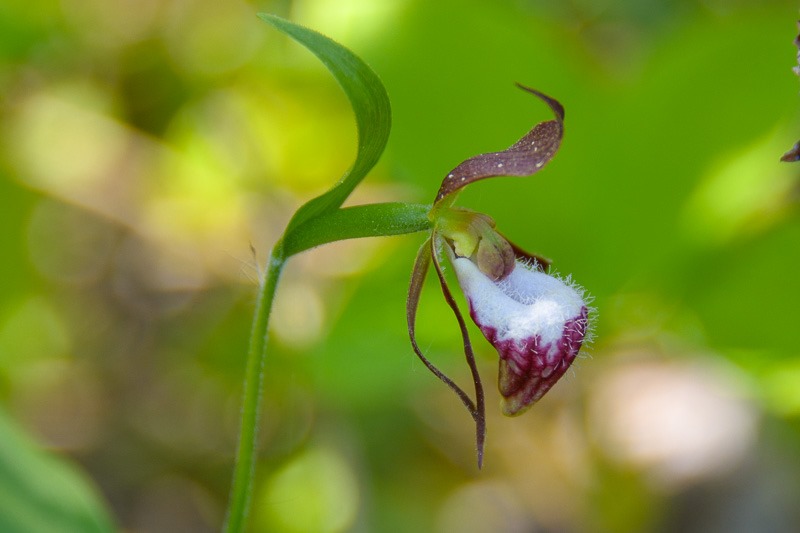 Ram’s Head Lady Slipper