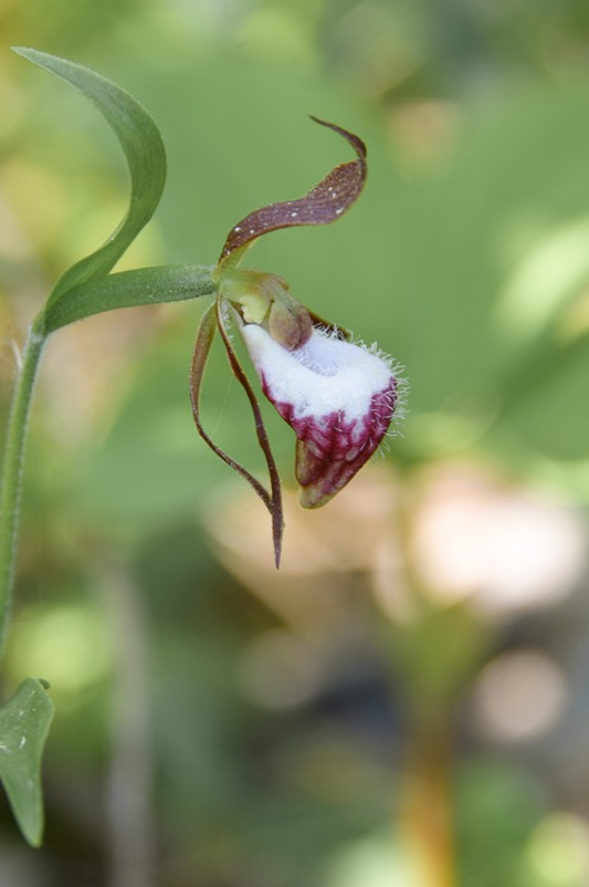 Ram’s Head Lady’s Slipper