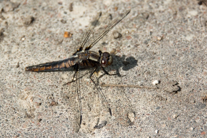 Female Chalk-fronted Corporal