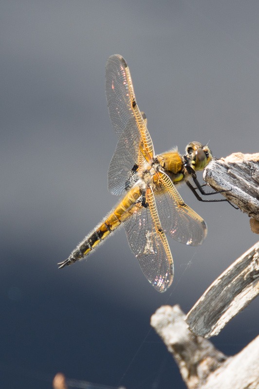 Four spotted Skimmer