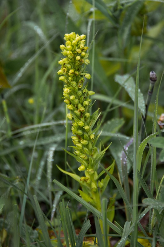 Bog Orchid