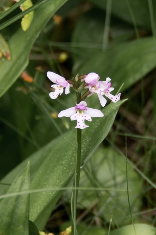 Small Round-leaved Orchid