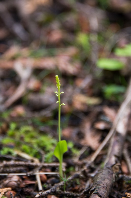 Bog Adder’s Mouth