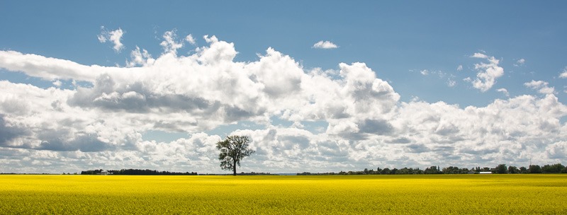 Summer skies