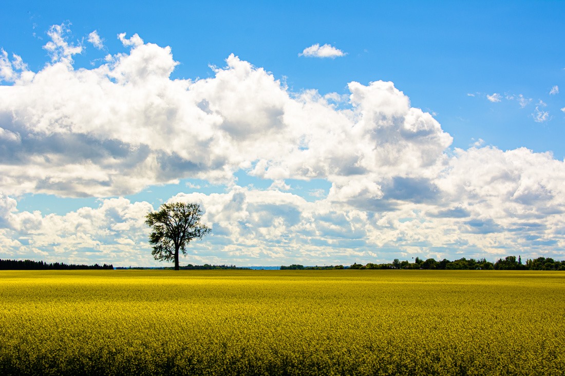 Canola field near Roland, MB