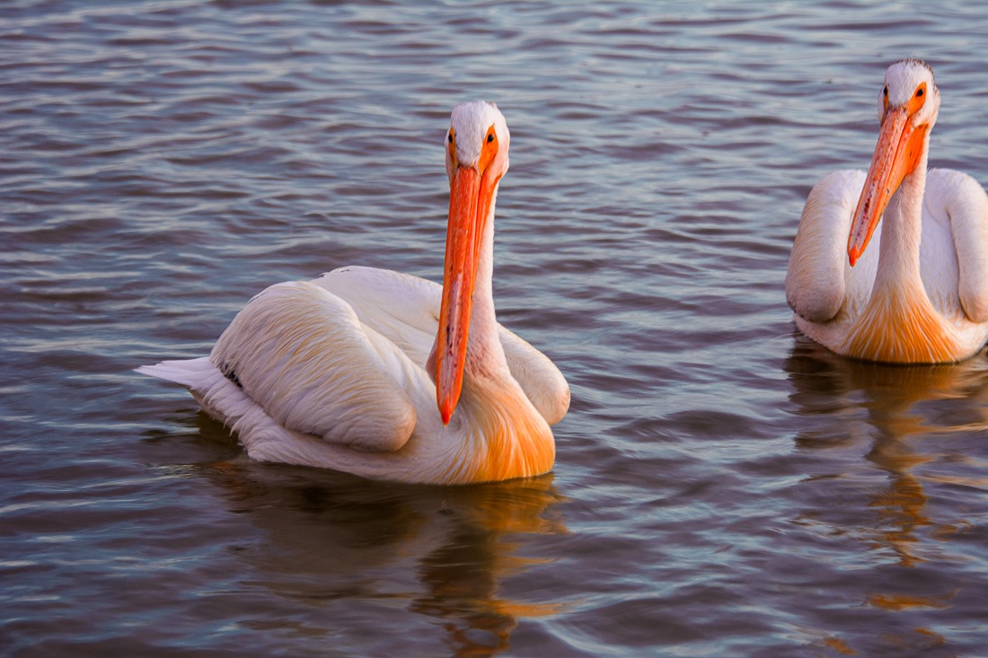 Pelicans begging for food