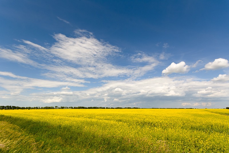 Canola brightness