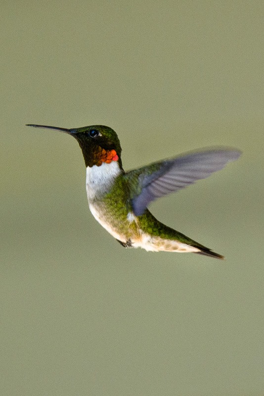 Ruby throated hummingbird