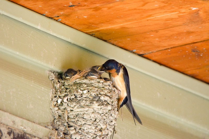 Feeding the hungry Barn Swallows