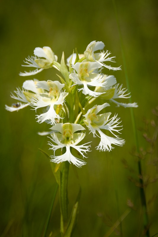 Western Prairie fringed-orchid (Platanthera praeclara)