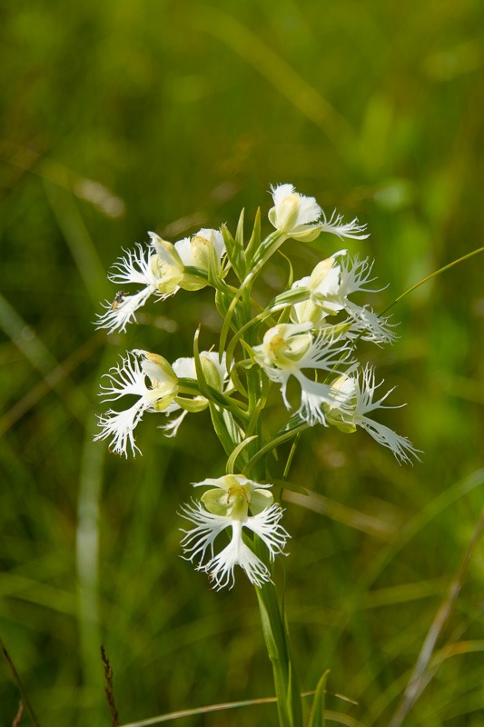 Endangered Western Fringed Prairie Orchid